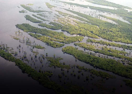 El 42 % de los bosques vírgenes de la Amazonía no tiene protección y puede desaparecer