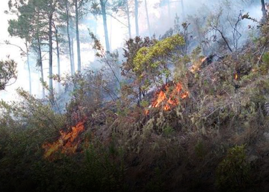 Autoridades reportan 12 incendios forestales activos en la República Dominicana