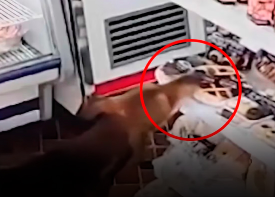 VÍDEO: Un perro entró a una tienda en Argentina y se robó una tarta delante de la empleada