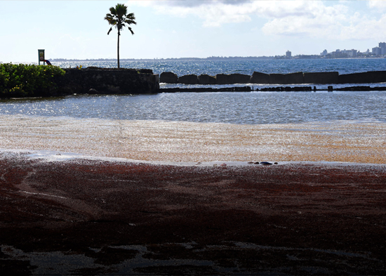 República Dominicana busca dar giro a la crisis de sargazo