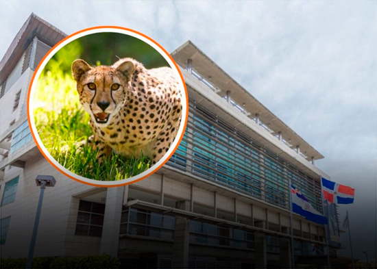 Sentencia acoge venta anticipada de bienes incautados con la Operación Guepardo