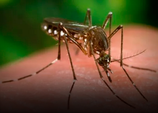 Sociedad Infectología pide redoblar vigilancia por chikungunya
