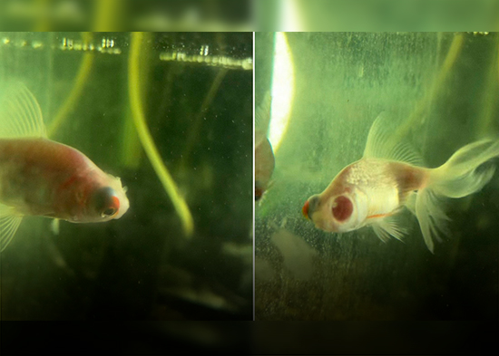 "¡Está sin un ojo!": joven queda en 'shock' ante el cambio inesperado de su mascota (VIDEO)