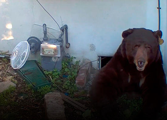 VIDEO: Un oso de 250 kilos se instala en una casa y no logran desalojarlo hasta un mes después
