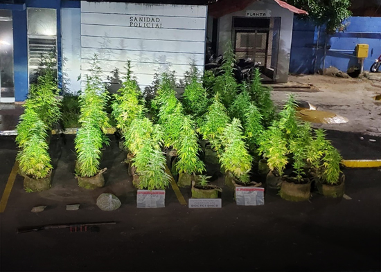 Hombre tenía en la azotea de su vivienda una plantación de marihuana en Puerto Plata