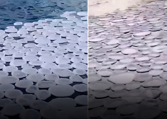VIDEO: Inusuales "panqueques" de hielo flotan en un río de Rusia