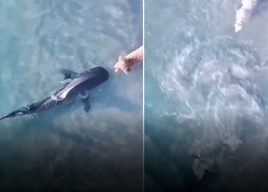 Perro y tiburón se ven las caras en un petrificante encuentro (VIDEO)