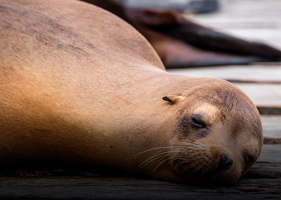 Un hombre acaricia un lobo marino en una playa y desata la indignación de los turistas