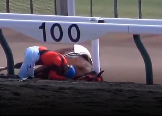 'Siempre fiel': Un jinete y su caballo protagonizan un momento conmovedor en plena pista (VIDEO)