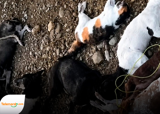 Acto de crueldad animal